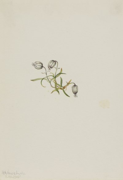 Noddkämpar (Lychnis apetala) av Mary Vaux Walcott