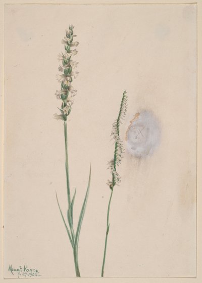 Noddande damtressar (Ibidium cernum) av Mary Vaux Walcott