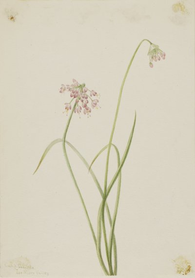 Noddande lök (Allium cernuum) av Mary Vaux Walcott