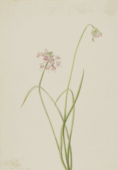 Nickande lök Allium cernuum, 1901. av Mary Vaux Walcott