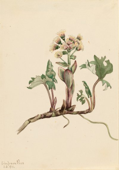 Nordlig smörbult (Petasites hyperboreus) av Mary Vaux Walcott