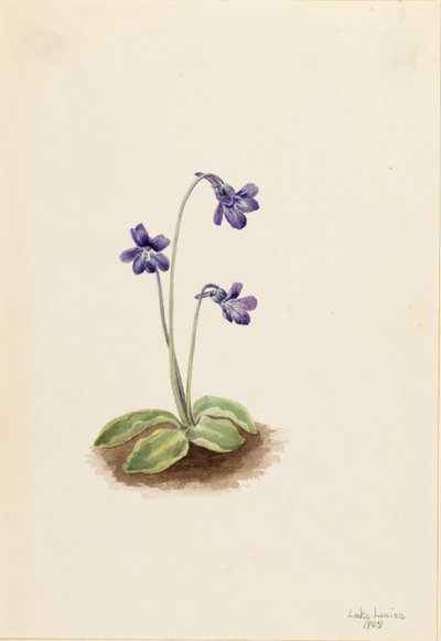 Nordlig smörblomma (Pinguicula vulgaris) av Mary Vaux Walcott