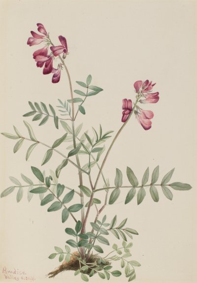 Northern Hedysari Hedysari boreale, 1916. av Mary Vaux Walcott