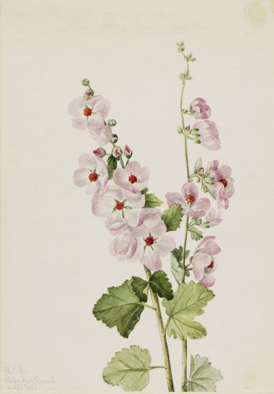 Orangeögd globmalva (Sphaeralcea davidsonii) av Mary Vaux Walcott