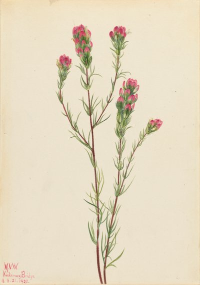 Uggleklöver Orthocarpus tenuifolius, 1923. av Mary Vaux Walcott