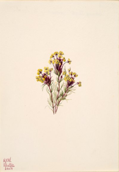 Uggleklöver Orthocarpus erianthus, 1935. av Mary Vaux Walcott