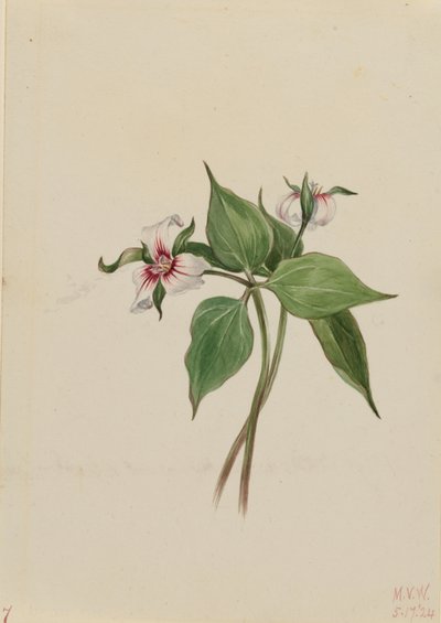 Målad trillium (Trillium undulatum) av Mary Vaux Walcott