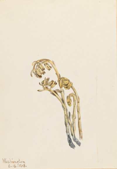Blek tallört (Hypopitys americana) av Mary Vaux Walcott