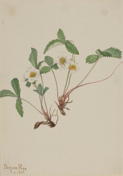 Blek jordgubbe (Fragaria glauca) av Mary Vaux Walcott