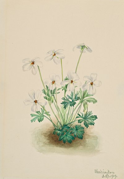 Pansy Violet Viola slitbana, 1919. av Mary Vaux Walcott