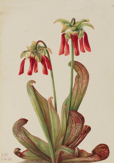 Papegojkanna Sarracenia psittacina, 1925. av Mary Vaux Walcott
