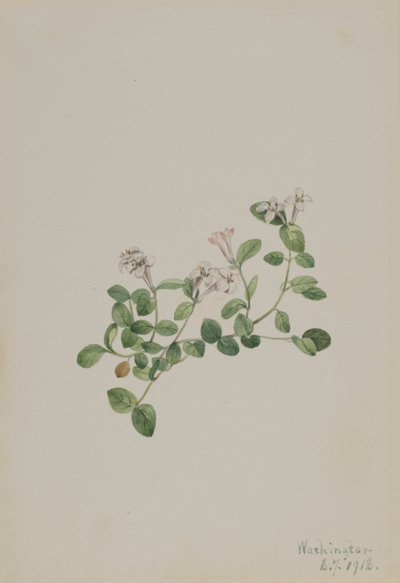 Partridgeberry (Mitchella repena) av Mary Vaux Walcott