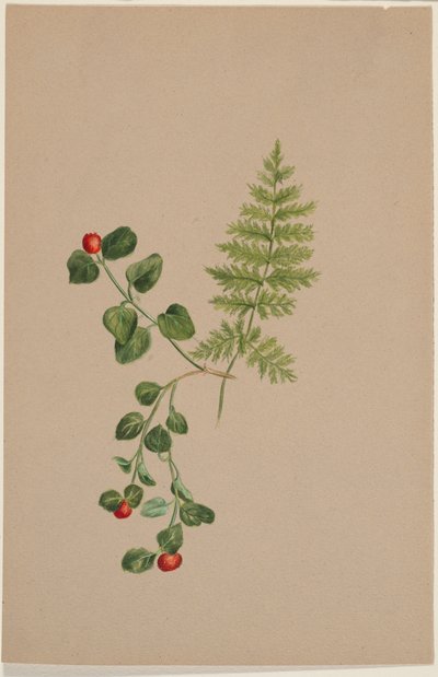 Partridgeberry (Mitchella repens) av Mary Vaux Walcott