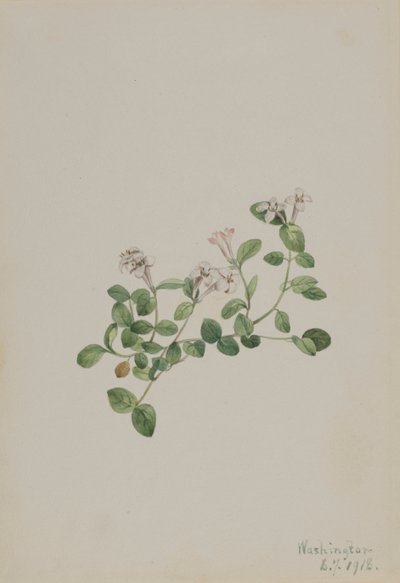 Partridgeberry Mitchella repens, 1918. av Mary Vaux Walcott