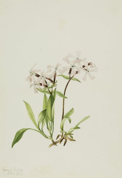 Torvblomma (Silene caroliniana) av Mary Vaux Walcott