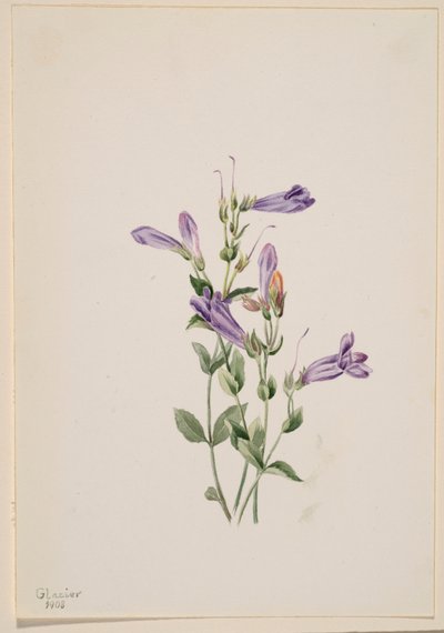 Penstemon (Penstimon fruiticosus) av Mary Vaux Walcott
