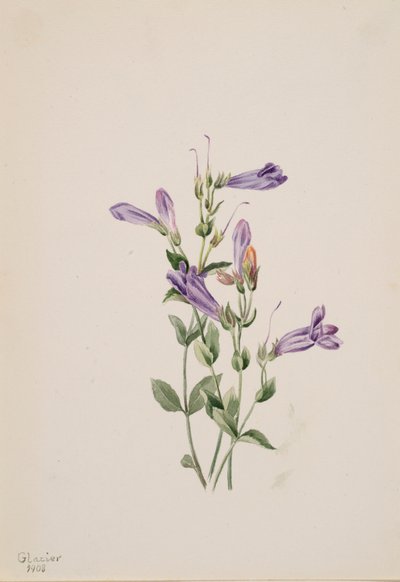 Penstemon Penstimon fruiticosus, 1903. av Mary Vaux Walcott