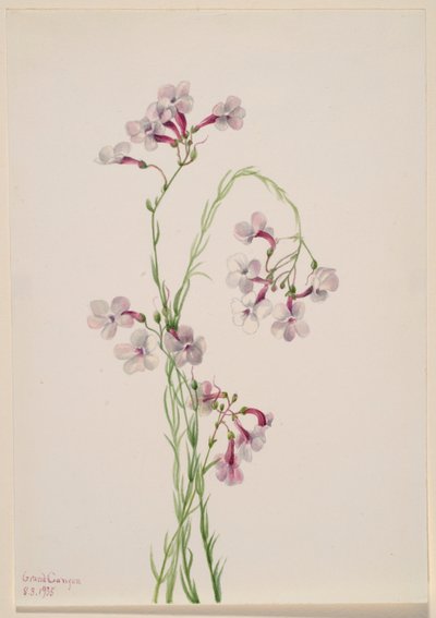 Pentstemon ambiguus av Mary Vaux Walcott
