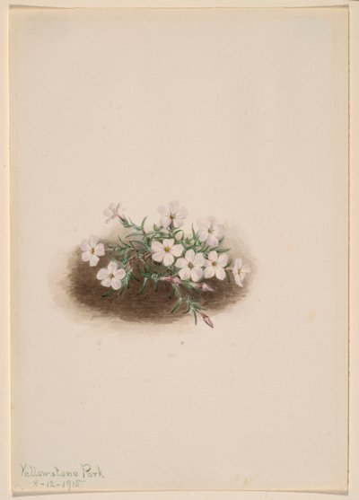 Phlox av Mary Vaux Walcott