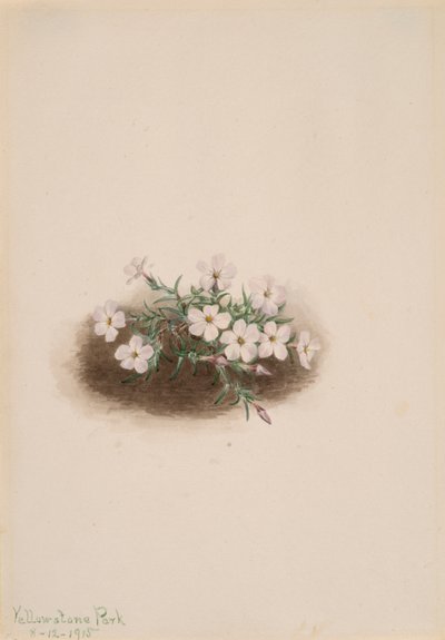 Phlox, 1915. av Mary Vaux Walcott