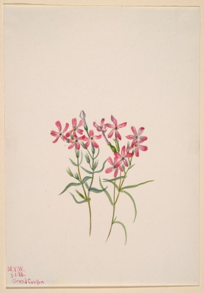 Phlox stansburyi av Mary Vaux Walcott