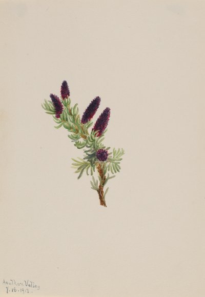 Picea engelmanni av Mary Vaux Walcott