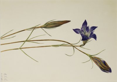 Pinebarren gentiana (Gentiana porphyrio) av Mary Vaux Walcott