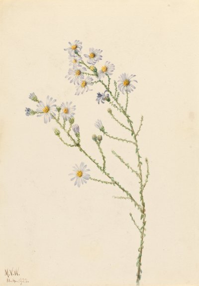 Pineland Aster (Aster squarrosus) av Mary Vaux Walcott