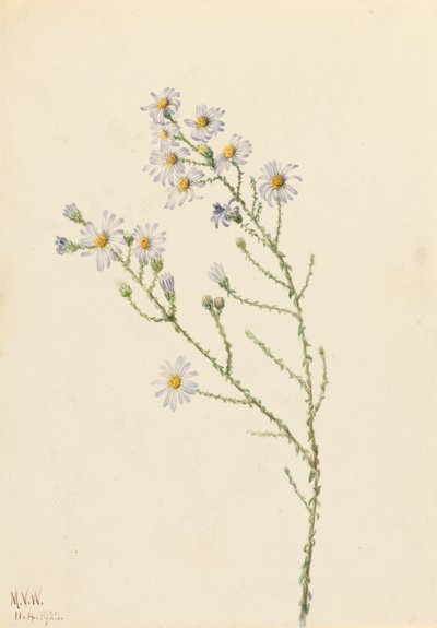 Pineland Aster Aster squarrosus, 1922. av Mary Vaux Walcott