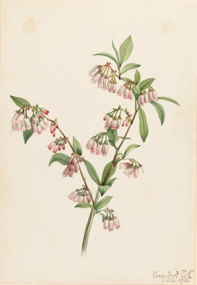 Pineland blåbär (Vaccinium tenellum) av Mary Vaux Walcott