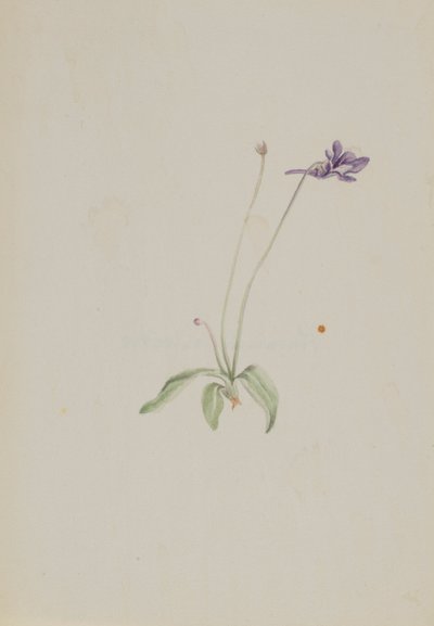 Pinguicula vulgaris av Mary Vaux Walcott