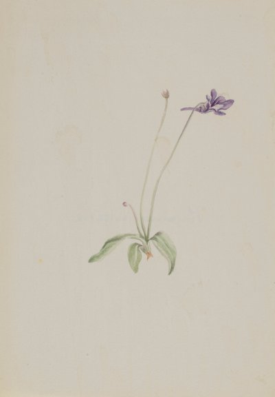 Pinguicula vulgaris, ca. tidigt 1930-tal. av Mary Vaux Walcott