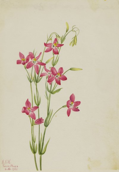 Rosa kentaurium (Centaurium venustum) av Mary Vaux Walcott