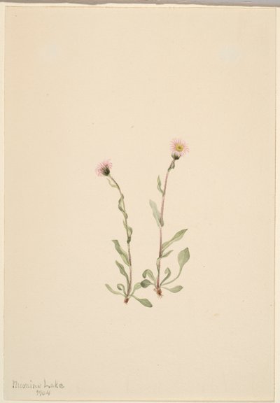 Rosa lundgröe (Erigeron jucundus) av Mary Vaux Walcott