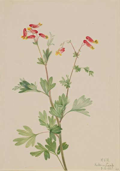 Rosa Fumeroot Capnoides sempervirens, 1922. av Mary Vaux Walcott