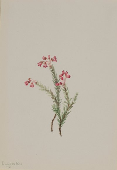 Rosa ljung (Phyllodoce empetriformis) av Mary Vaux Walcott