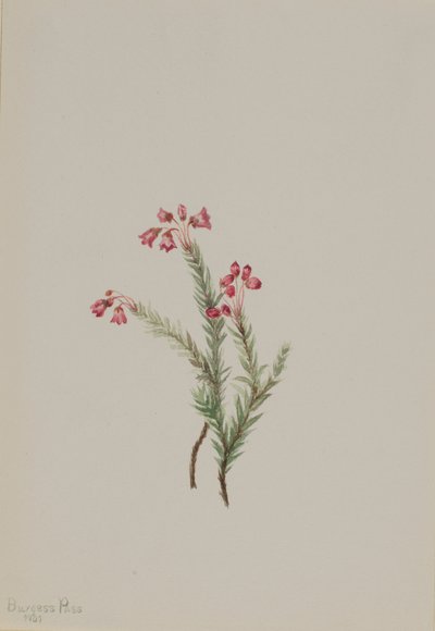 Rosa ljung Phyllodoce empetriformis, 1901. av Mary Vaux Walcott