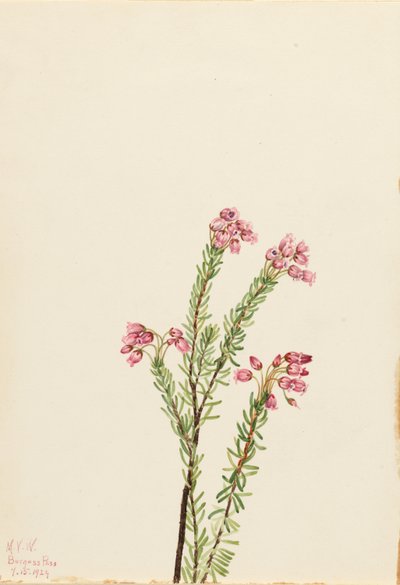 Rosa bergsly (Phyllodoce empetriformis) av Mary Vaux Walcott