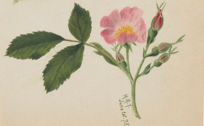 Rosa ros, 1875. av Mary Vaux Walcott