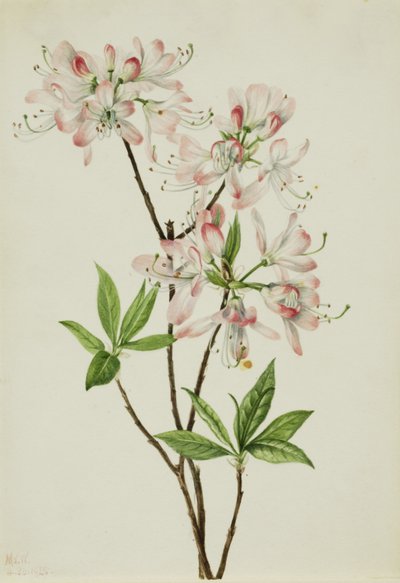 Pinkshell-azalea (Azalea vaseyi) av Mary Vaux Walcott