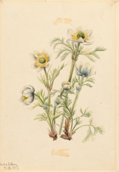 Plymanemone (Pulsatilla occidentalis) av Mary Vaux Walcott