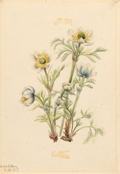 Plymanemon Pulsatilla occidentalis, 1917. av Mary Vaux Walcott