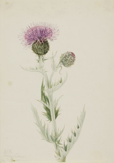 Prärietistel (Cirsium undulatum) av Mary Vaux Walcott
