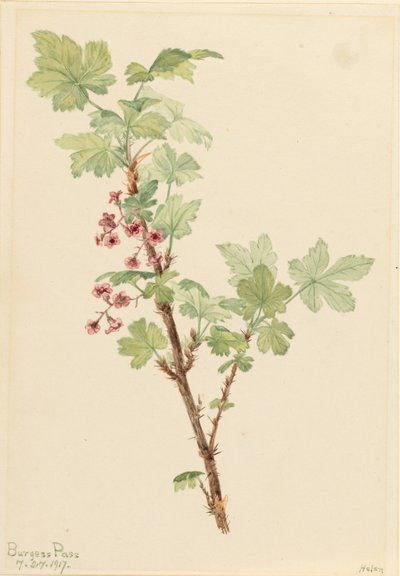 Prickiga vinbär (Ribes lacustre) av Mary Vaux Walcott