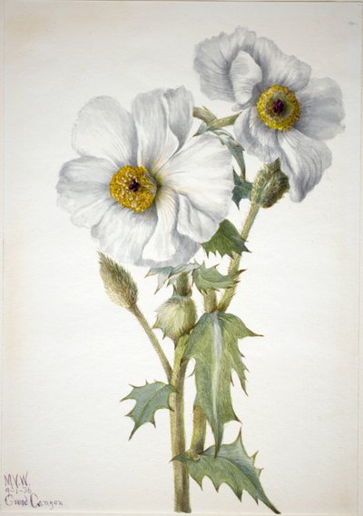 Prickig vallmo (Argemone hispeda) av Mary Vaux Walcott