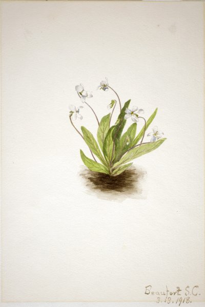Primrose viol (Viola primulifolia) av Mary Vaux Walcott