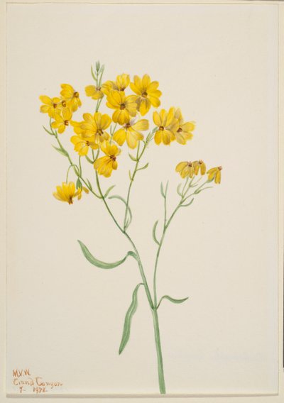 Psilostrophe sparsiflora av Mary Vaux Walcott