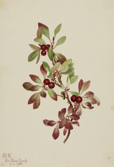 Fjällbär (Arctous alpina) av Mary Vaux Walcott