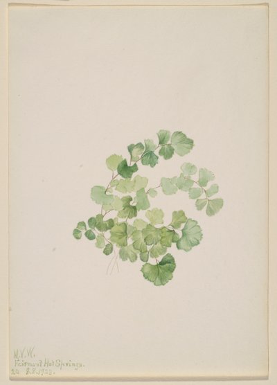 Puccoon (Lithospermum ruderale) av Mary Vaux Walcott