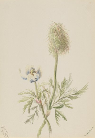 Pulsatilla occidentalis av Mary Vaux Walcott